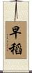 早稻 Scroll