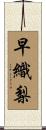 早織梨 Scroll