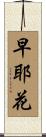 早耶花 Scroll