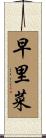早里菜 Scroll