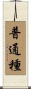 普通種 Scroll