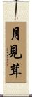 月見茸 Scroll