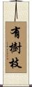 有樹枝 Scroll