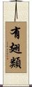 有翅類 Scroll