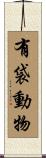 有袋動物 Scroll
