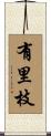 有里枝 Scroll