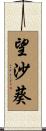 望沙葵 Scroll