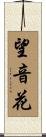 望音花 Scroll
