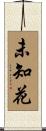未知花 Scroll