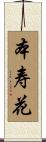 本寿花 Scroll