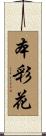 本彩花 Scroll