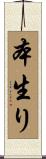 本生り Scroll