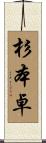 杉本卓 Scroll