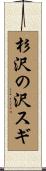 杉沢の沢スギ Scroll