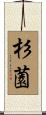 杉薗 Scroll