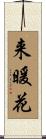 来暖花 Scroll