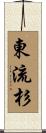 東流杉 Scroll