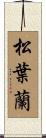 松葉蘭 Scroll