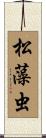 松藻虫 Scroll