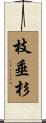 枝垂杉 Scroll
