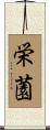 栄薗 Scroll