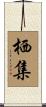 栖集 Scroll