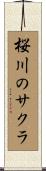 桜川のサクラ Scroll