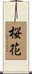 Cherry Blossom (Japanese/alternate version) Scroll