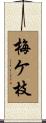 梅ケ枝 Scroll