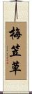 梅笠草 Scroll
