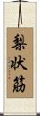 梨状筋 Scroll