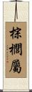 棕櫚屬 Scroll