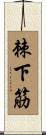 棘下筋 Scroll