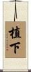 植下 Scroll