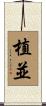 植並 Scroll
