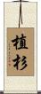 植杉 Scroll