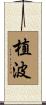 植波 Scroll