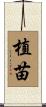 植苗 Scroll