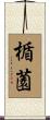 楯薗 Scroll