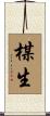 楳生 Scroll