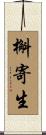 槲寄生 Scroll