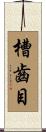 槽齒目 Scroll