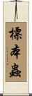 標本蟲 Scroll