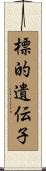 標的遺伝子 Scroll