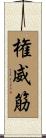 権威筋 Scroll