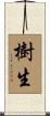 樹生 Scroll