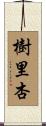 樹里杏 Scroll