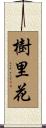 樹里花 Scroll