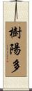 樹陽多 Scroll
