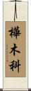 樺木科 Scroll